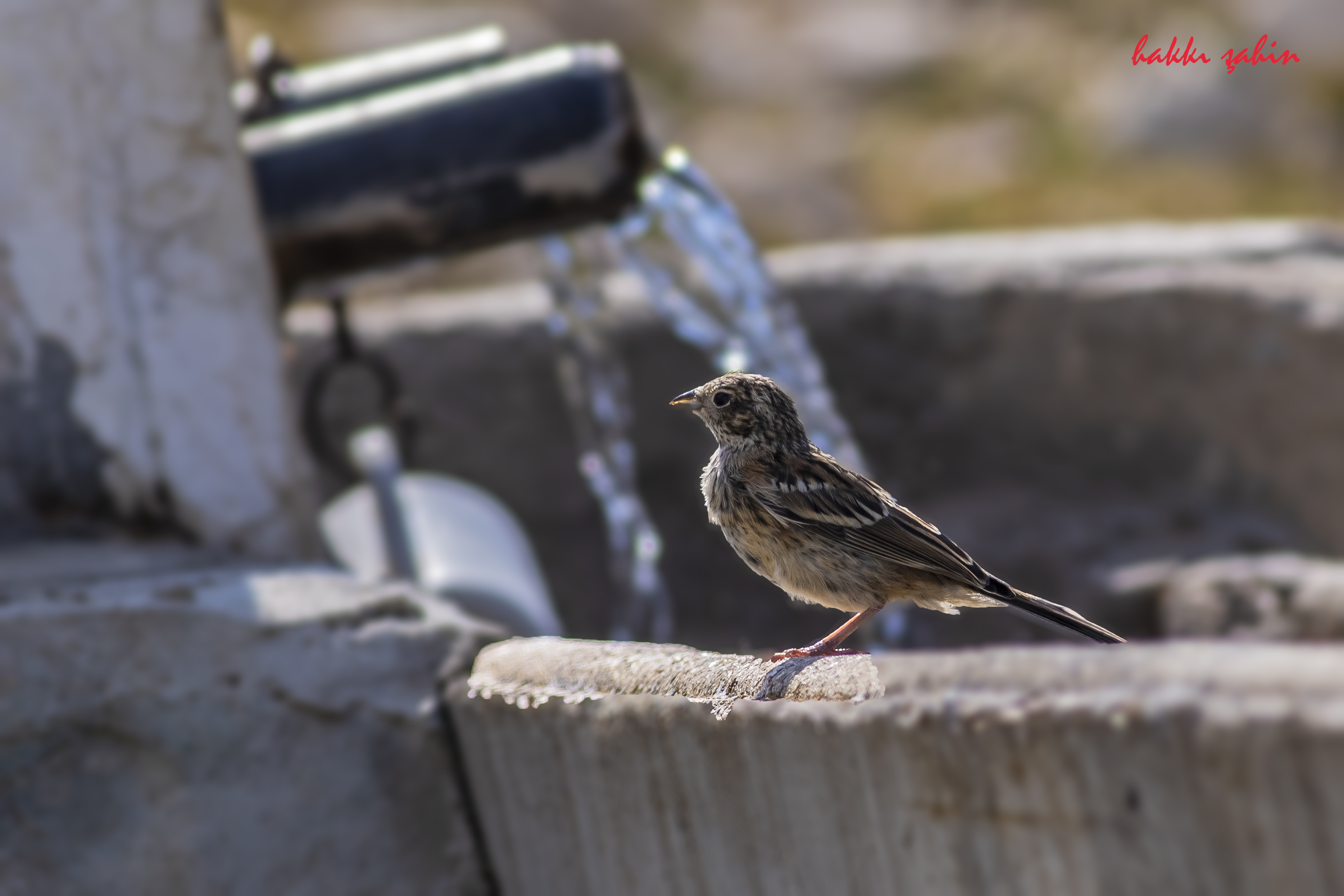 Rock Bunting